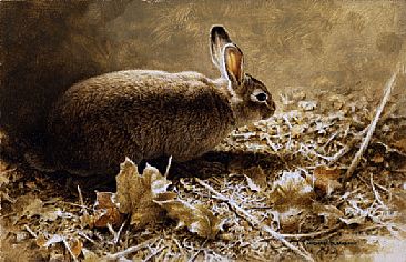 Into the Light - Cottontail Rabbit by Michael Dumas